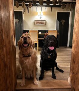 One yellow and one black labrador sitting on wooden floor in pub.