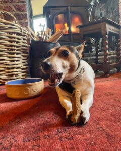 Jack russell dog eating a biscuit in front of the fire.