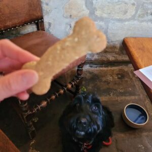 A black spanniel looking up at a bone shaped dog biscuit being held by owner