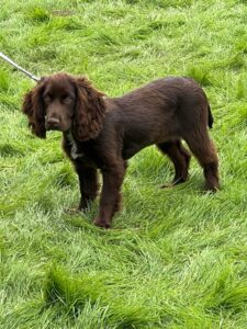 Brown spaniel on lead in field.