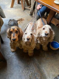 Three spanniel dogs on a lead in a bar looking up at the camera