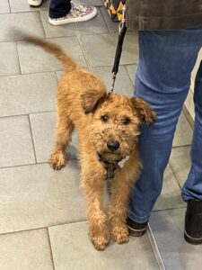 Shaggy dog on lead next to woman wearing jeans