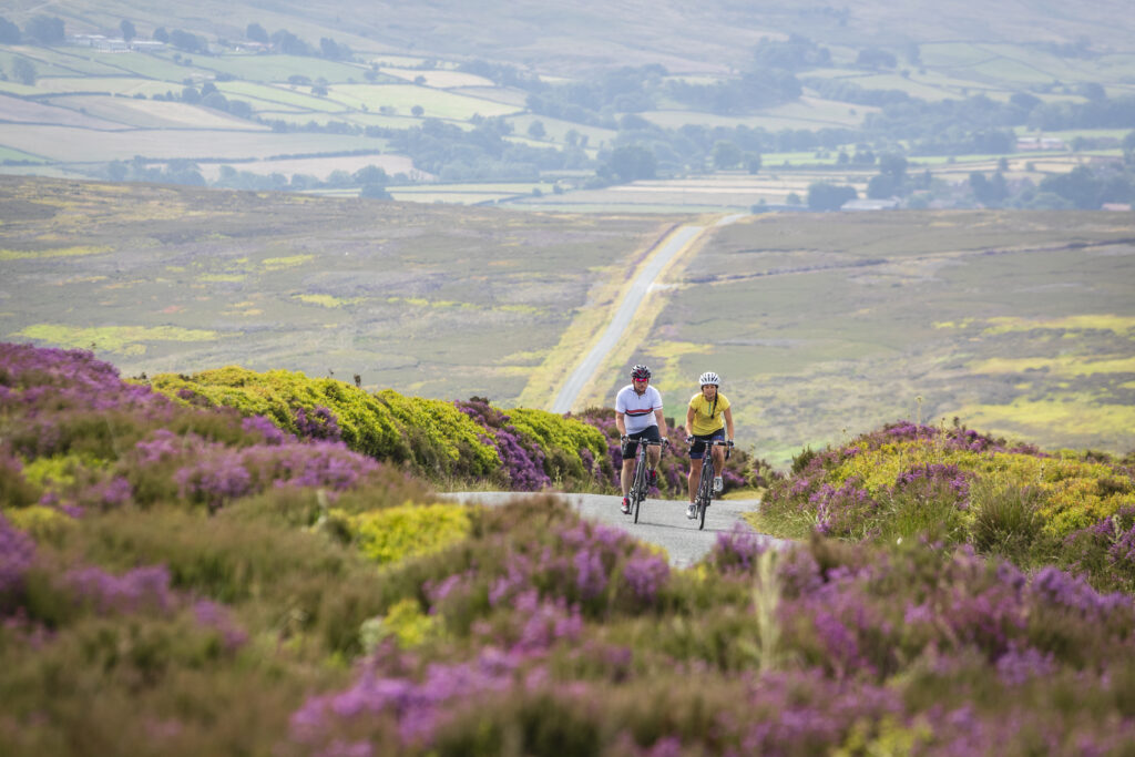 Couple cycling up a hill on North York Moors, with purple heather in foreground.