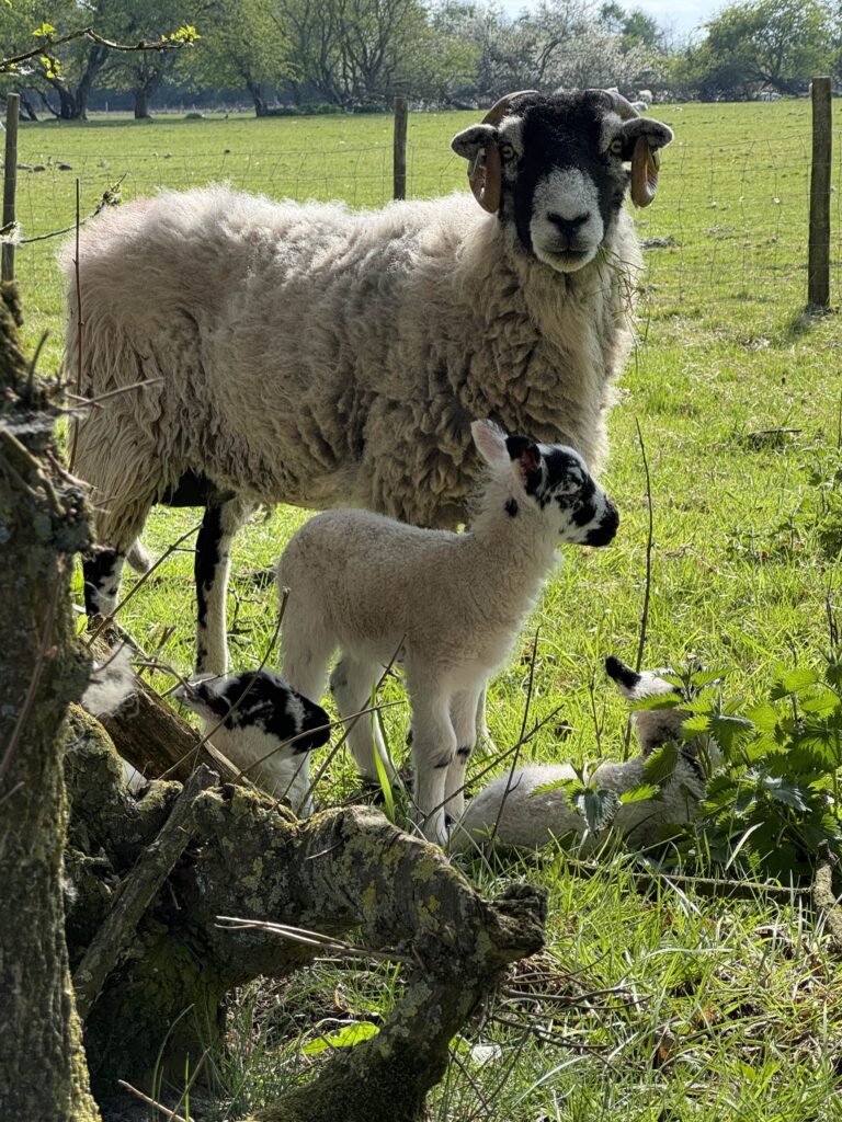 Ewe with 3 lambs, one standing, two lying on ground, looking at camera.