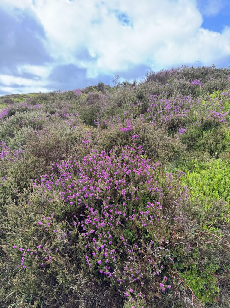 A hillside is covered in blooming purple heather and green foliage under a cloudy sky with patches of blue.
