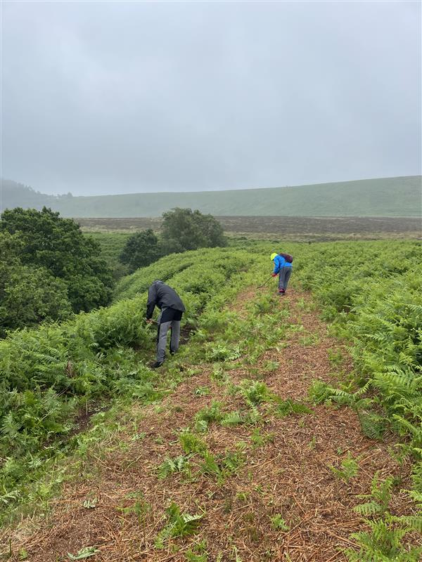 Two individuals are seen from behind, one wearing a blue jacket and yellow hood, the other a darker jacket, working on a path amidst dense green bracken under an overcast sky with rolling hills in the background.