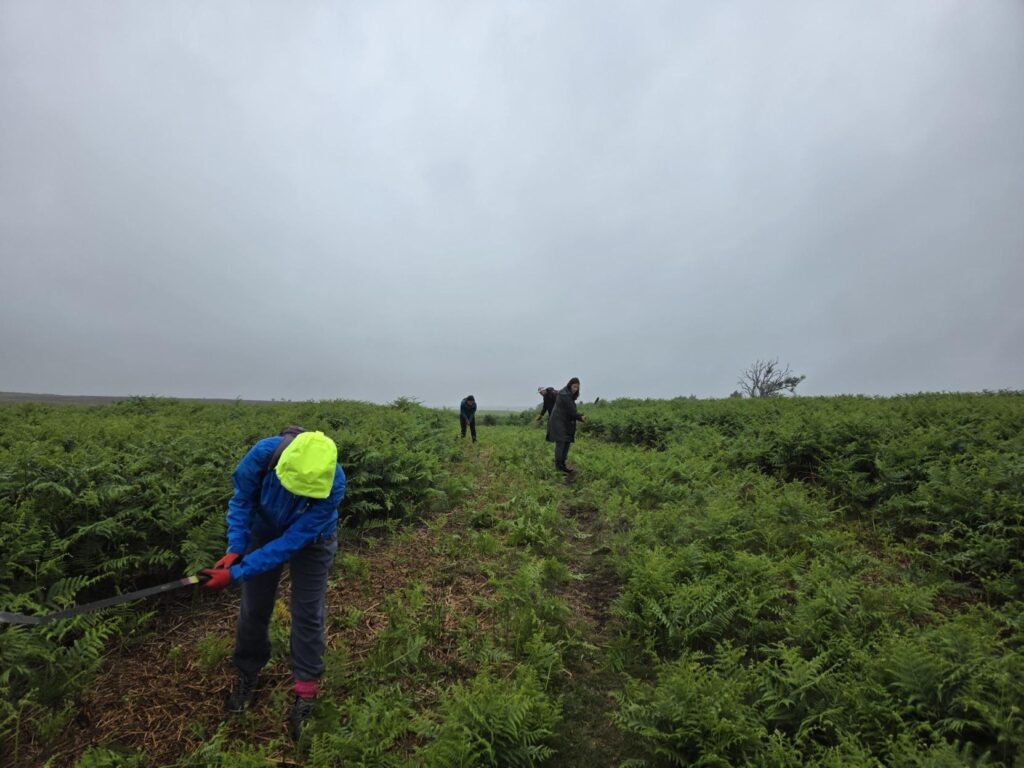 A person in a blue jacket and bright yellow hood is actively engaged in "bracken bashing" using a tool in a field of green ferns under an overcast sky, with two other individuals visible further down a path.