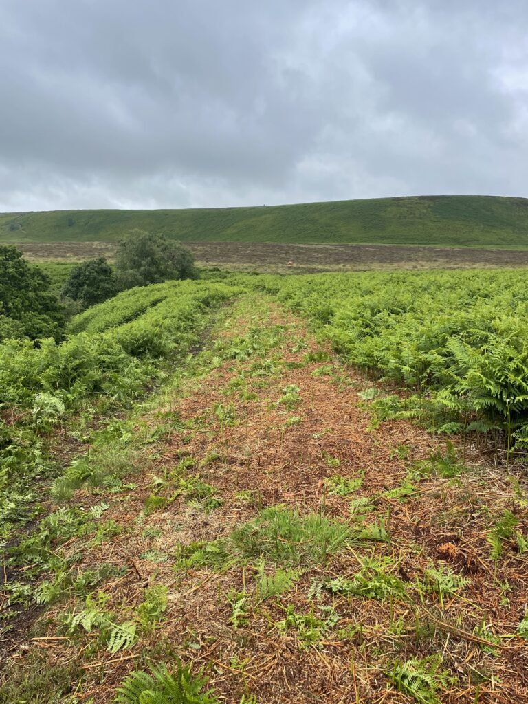 A clear path, marked by disturbed brown earth and some green growth, stretches through a vibrant field of green ferns under a cloudy sky, leading towards distant hills.