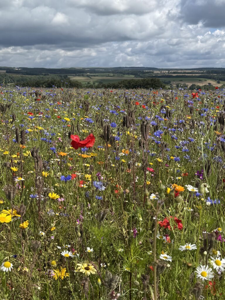 A field of wildflowers in full bloom, with a variety of colors including red, blue, yellow, and white. A single red poppy stands out prominently in the foreground. In the distance, a green, rolling landscape with trees extends to the horizon under a dramatic, cloudy sky.