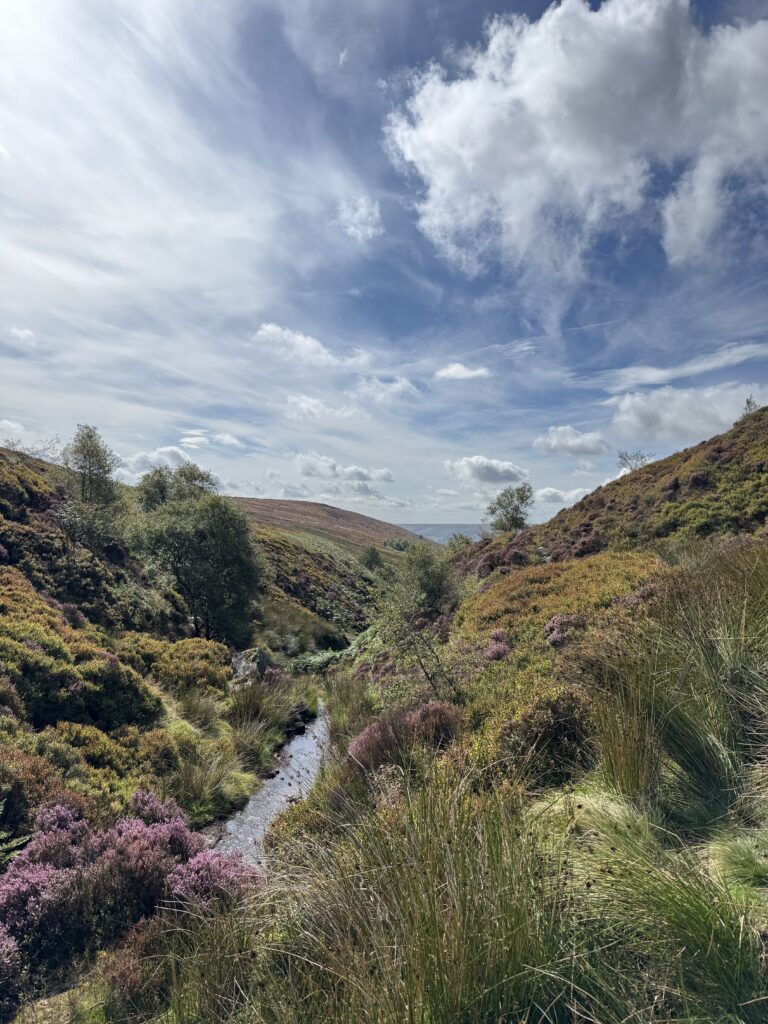 A scenic moorland landscape featuring a small stream winding through a valley between rolling hills covered in purple heather and green shrubs under a bright, cloudy sky.
