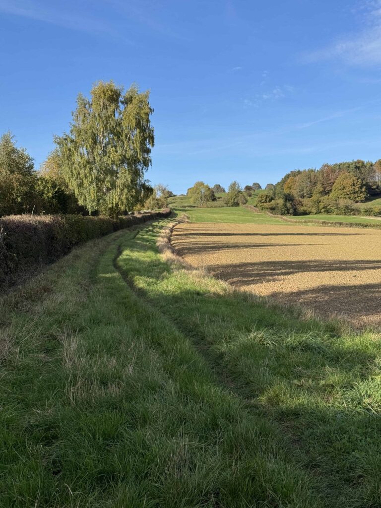 A narrow grassy path winds between a tall hedge and a plowed brown field under a clear blue sky.
