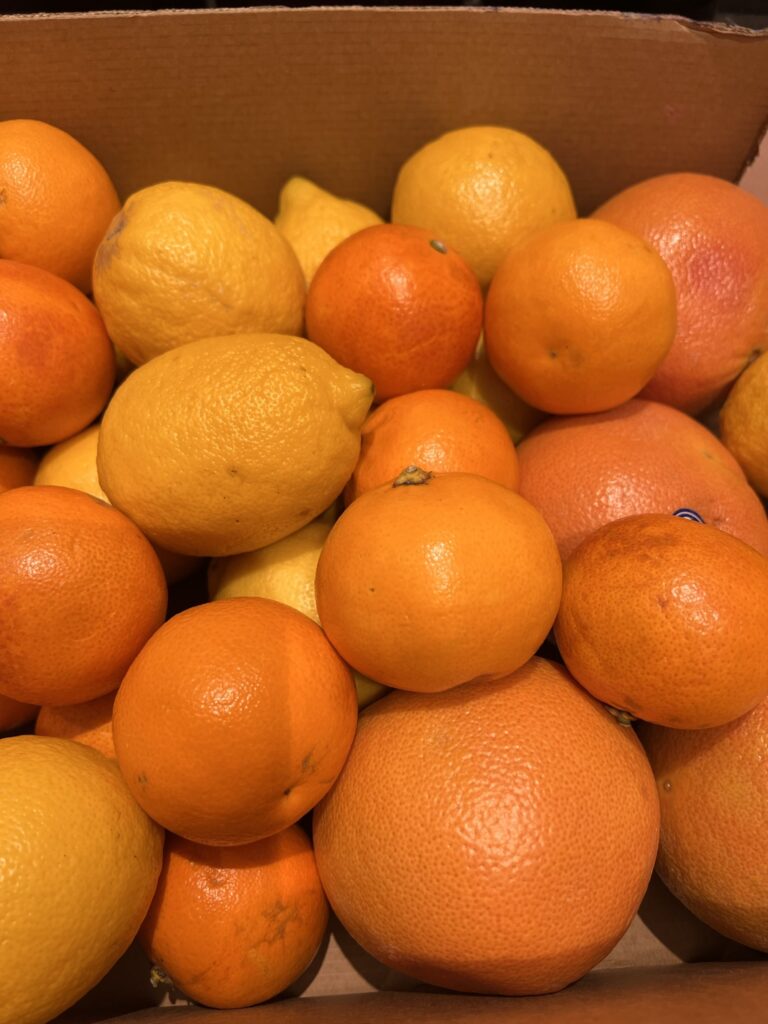 A box of winter citrus fruit – Seville oranges, blood oranges and lemons – for homemade marmalade.