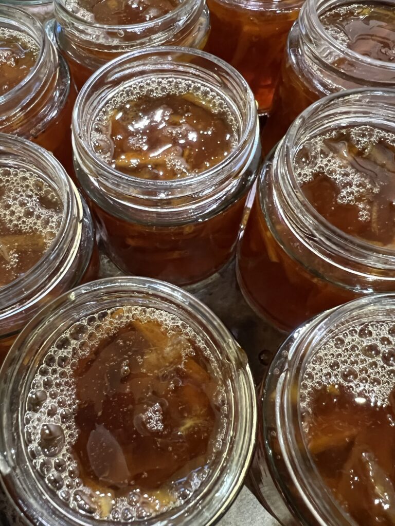 Rows of freshly filled jars of homemade marmalade, just potted and cooling.