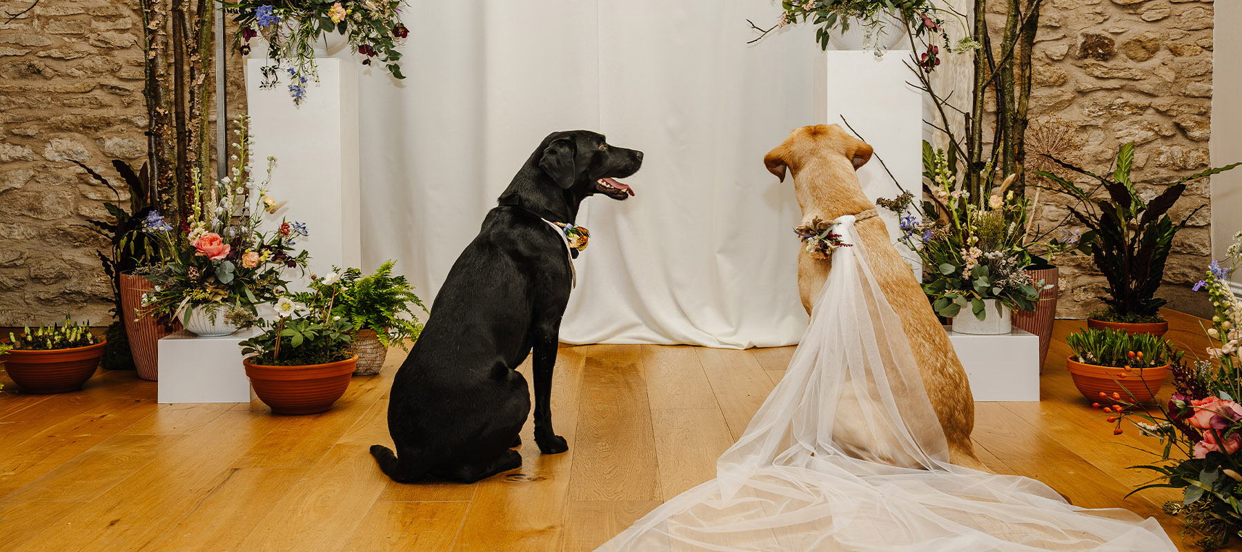 Dog bride and groom seen from behind during a styled wedding ceremony at the Long Barn