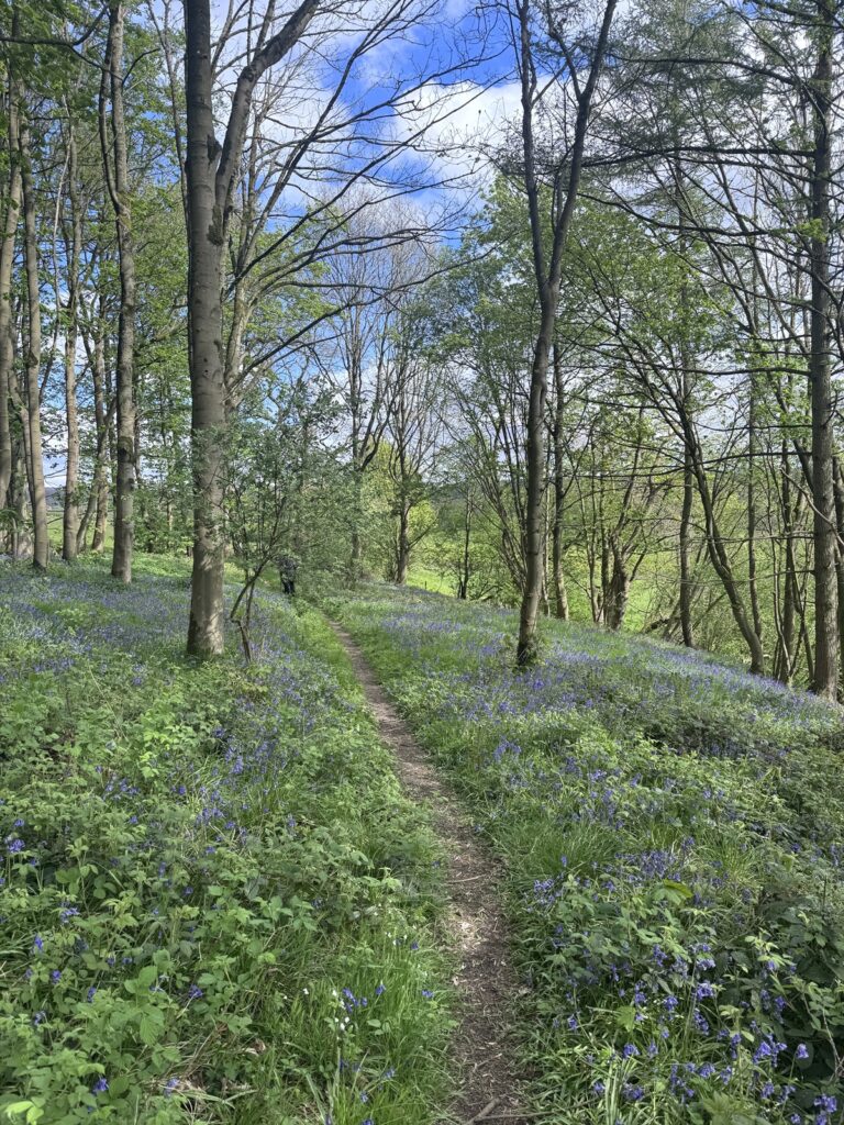 Woodland path through spring bluebells on a circular walk from Appleton Le Moors in the North York Moors National Park