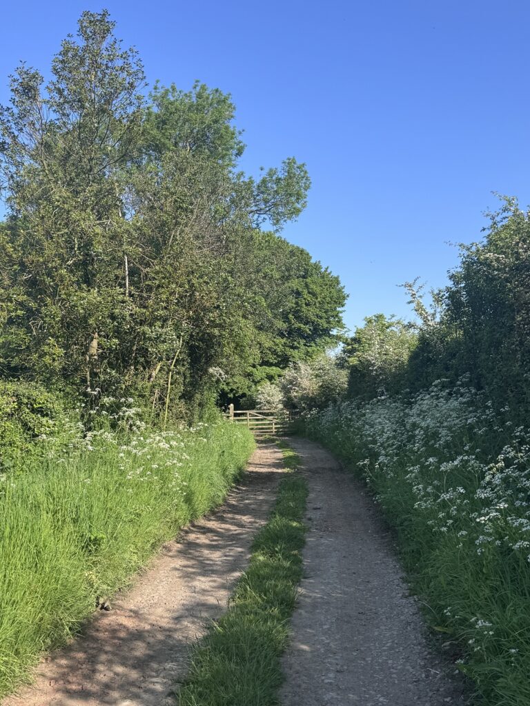 Country lane bordered by wildflowers and trees on a circular walk from Appleton Le Moors in the North York Moors National Park