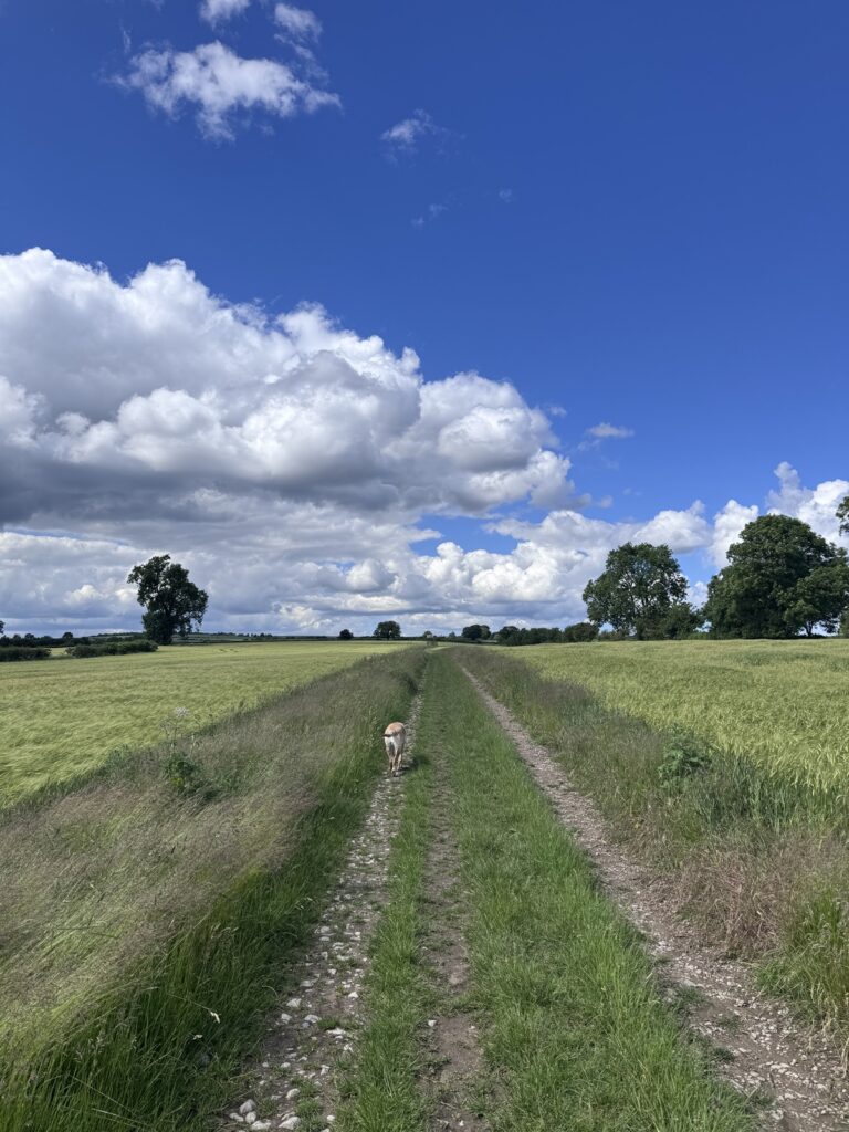 Bridleyway across open fields on a dog friendly walk from Appleton le Moors in the North York Moors National Park